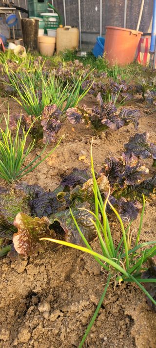 살구15128님의 상추 · 영농일지 작성글 사진