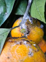 팜모닝 귤·영농일지 게시글 이미지