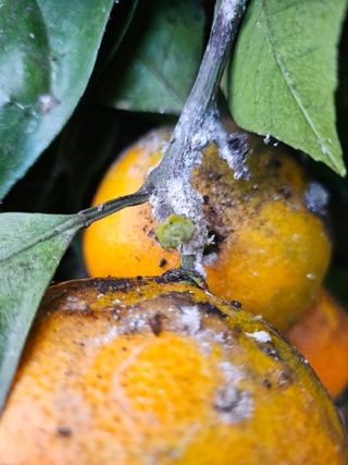 연주네귤농장님의 귤 · 영농일지 작성글 사진