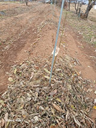 바위돌 심재성님의 복숭아 · 영농일지 작성글 사진