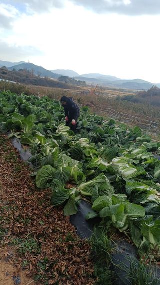 개구리5412님의 기타작물 · 영농일지 작성글 사진