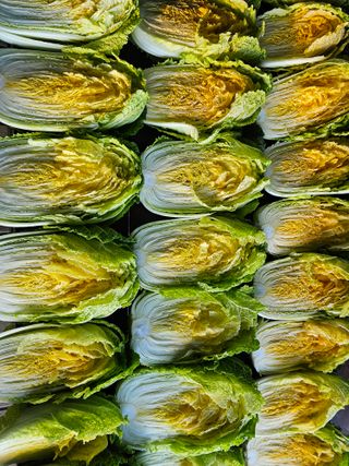 연모 자연의행복님의 배추 · 영농일지 작성글 사진