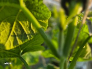 늘햇살팜 님의 기타작물 · 영농일지 작성글 사진