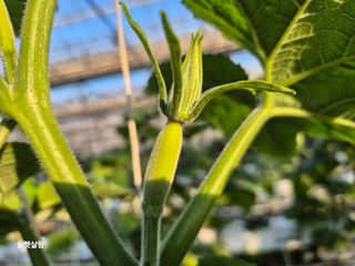 늘햇살팜 님의 기타작물 · 영농일지 작성글 사진