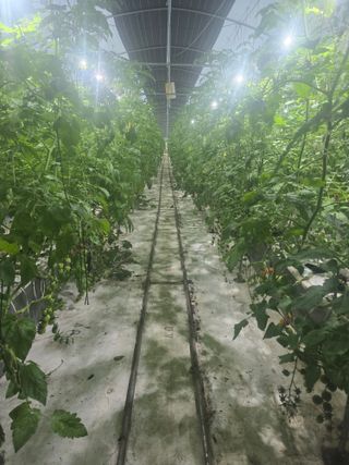 김호진님의 토마토 · 영농일지 작성글 사진