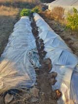 팜모닝 기타작물·영농일지 게시글 이미지