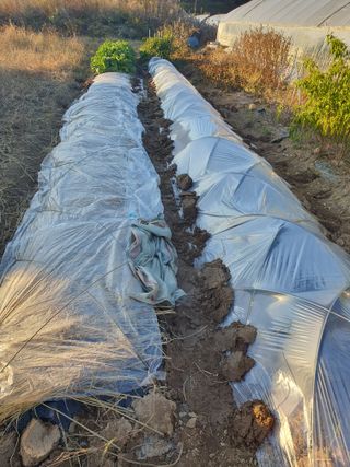 류낙곤님의 기타작물 · 영농일지 작성글 사진