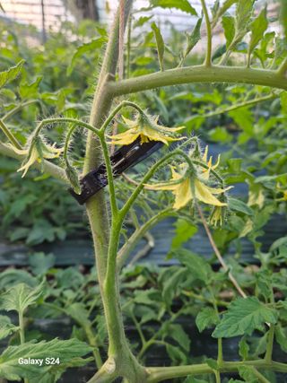 양배추10953님의 토마토 · 영농일지 작성글 사진