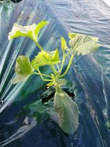 팜모닝 기타작물·영농일지 게시글 이미지