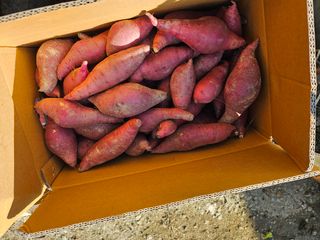 조안순님의 고구마 · 영농일지 작성글 사진