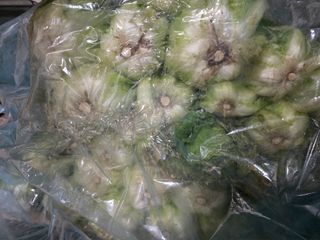 경주농장님의 배추 · 영농일지 작성글 사진