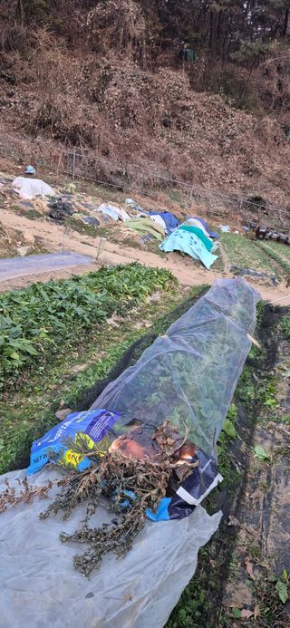 봉림동 태진농장님의 기타작물 · 영농일지 작성글 사진