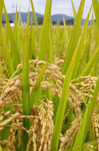 ㅎㅈㅅ님의 기타작물 · 영농일지 작성글 사진