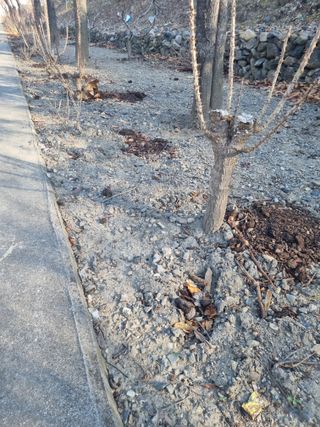 김용대님의 두릅 · 영농일지 작성글 사진