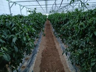 따사매님의 기타작물 · 영농일지 작성글 사진