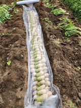 팜모닝 기타작물·영농일지 게시글 이미지