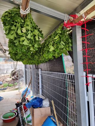 조정권님의 기타작물 · 영농일지 작성글 사진