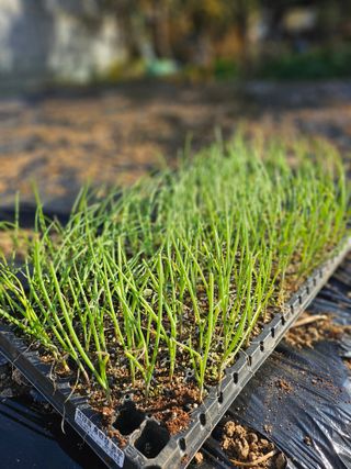 최창숙님의 마늘 · 영농일지 작성글 사진