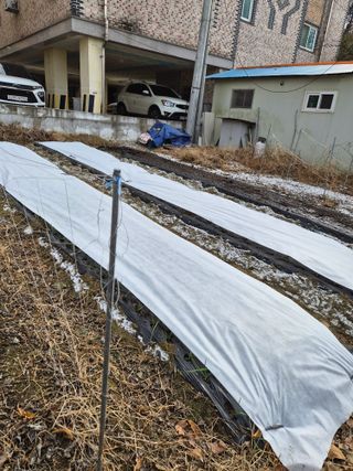 강태현님의 마늘 · 영농일지 작성글 사진