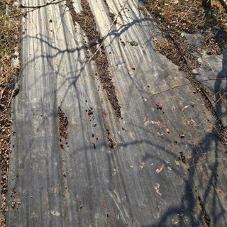 양배추21889님의 복숭아 · 영농일지 작성글 사진