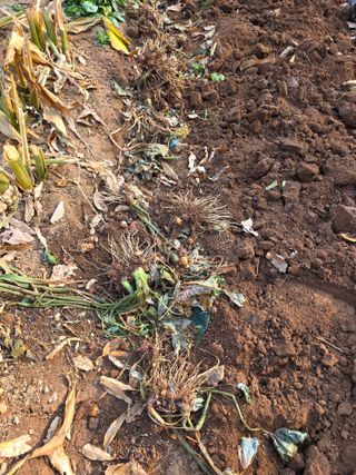 이상철님의 기타작물 · 영농일지 작성글 사진