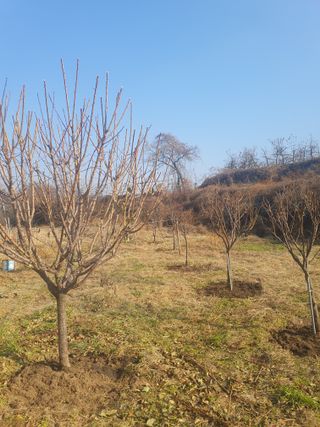 양파12861님의 배추 · 영농일지 작성글 사진