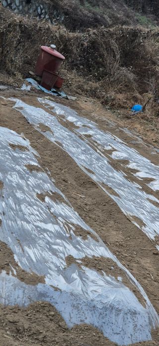 봉림동 태진농장님의 기타작물 · 영농일지 작성글 사진