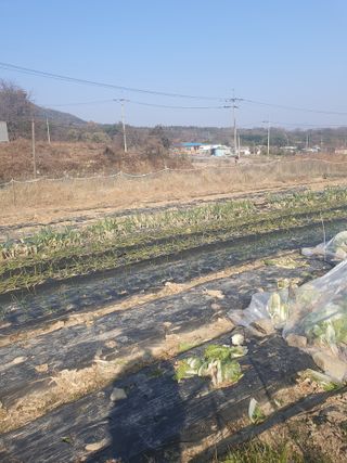 양파12861님의 배추 · 영농일지 작성글 사진
