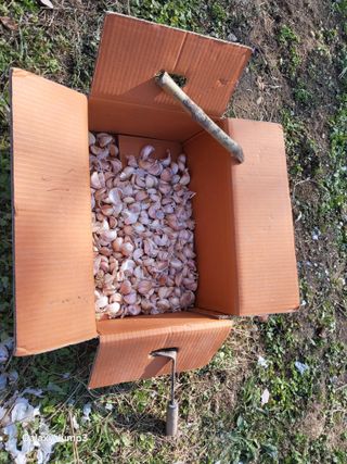 이효순님의 마늘 · 영농일지 작성글 사진