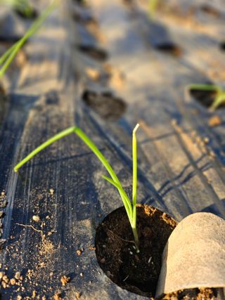 최창숙님의 마늘 · 영농일지 작성글 사진
