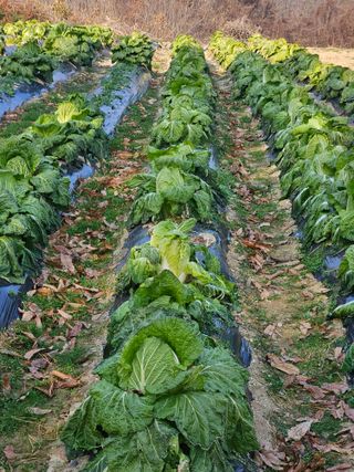 고사리.밤.육쪽마늘님의 기타작물 · 영농일지 작성글 사진