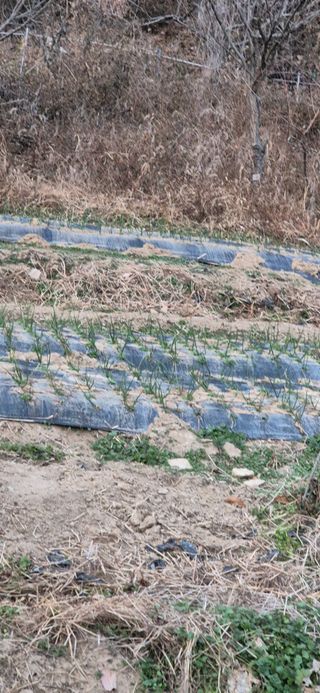 봉림동 태진농장님의 기타작물 · 영농일지 작성글 사진