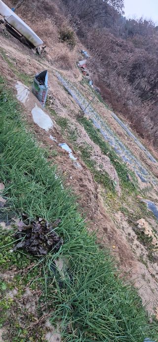 봉림동 태진농장님의 기타작물 · 영농일지 작성글 사진