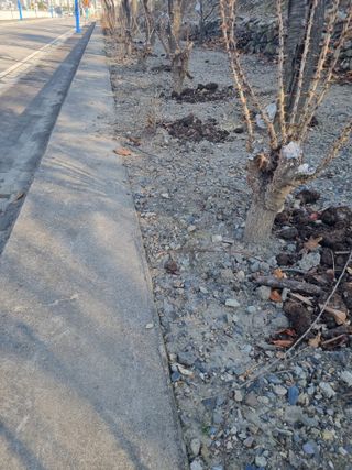 김용대님의 두릅 · 영농일지 작성글 사진