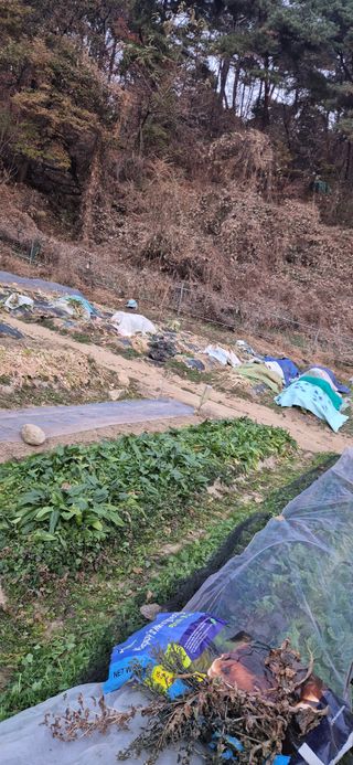 봉림동 태진농장님의 기타작물 · 영농일지 작성글 사진