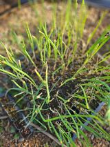 팜모닝 마늘·영농일지 게시글 이미지