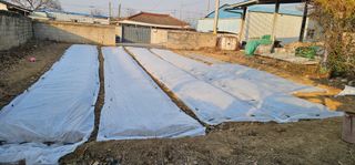 道泉님의 마늘 · 영농일지 작성글 사진