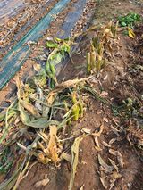 팜모닝 기타작물·영농일지 게시글 이미지