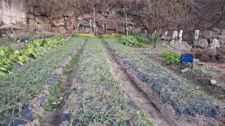 수기님의 기타작물 · 영농일지 작성글 사진