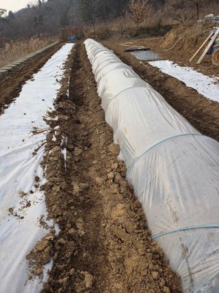 초평매박골(최안규)님의 마늘 · 영농일지 작성글 사진