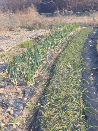 양파12861님의 배추 · 영농일지 작성글 사진