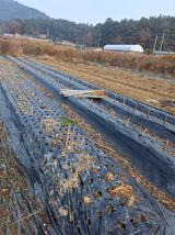 팜모닝 기타작물·영농일지 게시글 이미지