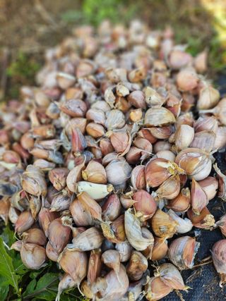 최창숙님의 마늘 · 영농일지 작성글 사진