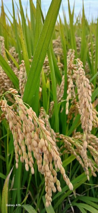 ㅎㅈㅅ님의 기타작물 · 영농일지 작성글 사진