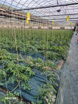 팜모닝 토마토·영농일지 게시글 이미지