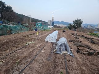 대구북구텃밭지기님의 시금치 · 영농일지 작성글 사진