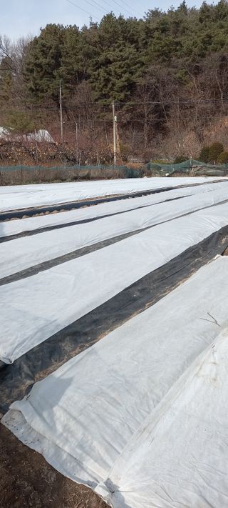 고병길님의 양파 · 영농일지 작성글 사진