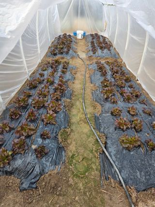 경주농장님의 배추 · 영농일지 작성글 사진