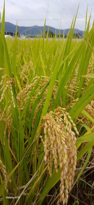 ㅎㅈㅅ님의 기타작물 · 영농일지 작성글 사진