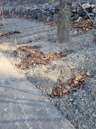 김용대님의 두릅 · 영농일지 작성글 사진